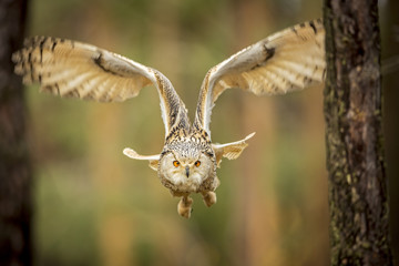 siberian eagle owl, bubo bubo sibiricus