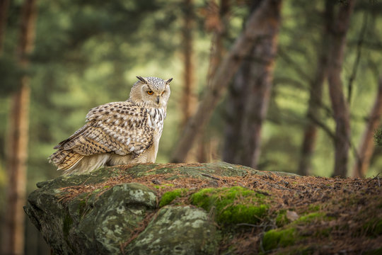 Siberian Eagle Owl, Bubo Bubo Sibiricus