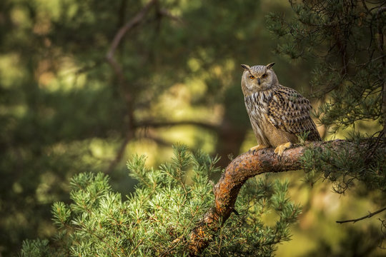 Fototapeta siberian eagle owl, bubo bubo sibiricus