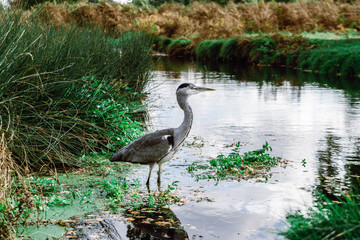Grey heron