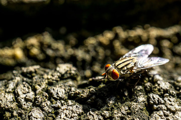 he cluster fly on the stone, close up picture