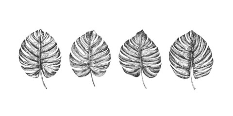 Vector collection with tropical leaves.