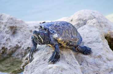 big beautiful turtle