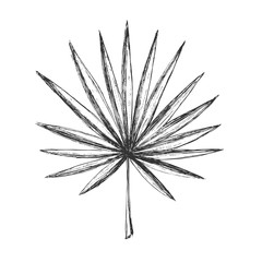 Fototapeta premium Tropical leaves.