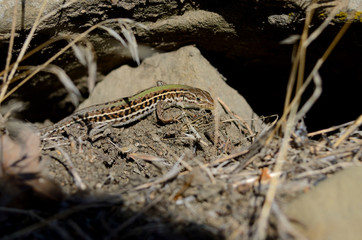 the Crimean mountain ordinary lizard 