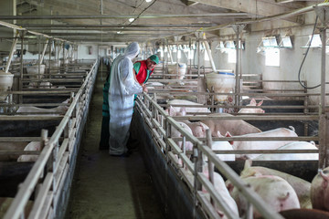 Veterinarian and Farmer Working Together