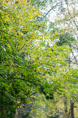 Autumn time in a park with lush foliage at daytime