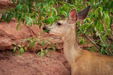 A Mule Deer Doe in Colorado