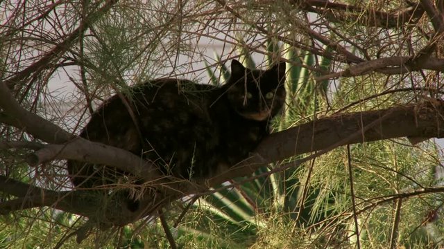 Cat seeying on a tree branch
