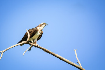 An Osprey perched on a dead branch with his catch