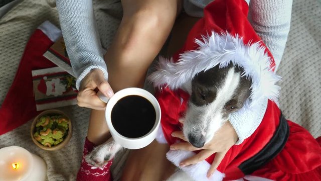 Woman Legs In Winter Socks With Santa Dog And Cup Of Coffee Celebrating Christmas. Closeup. Slow Motion. 4K. 