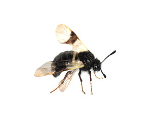 The honeysuckle sawfly Abia fasciata isolated on white background
