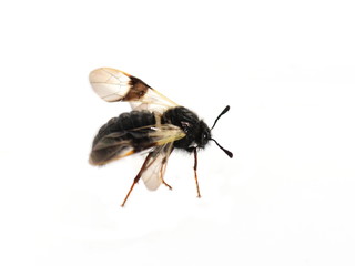 The honeysuckle sawfly Abia fasciata isolated on white background