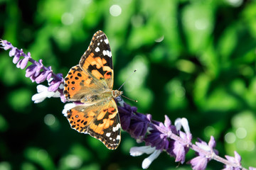 Painted lady in a Garden