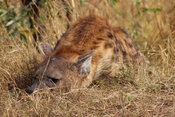 Hyäne im Krüger Nationalpark