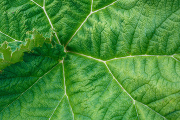 Grünes Blatt