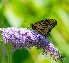 Monarch Butterfly