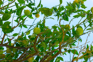lemon tree with orange and ripe fruits