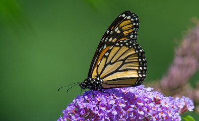 Monarch Butterfly