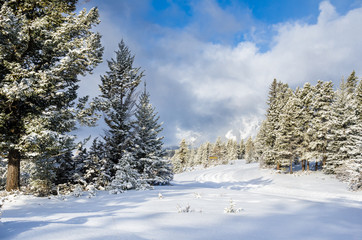 Snowy Winter Landscape with a Track Through a Frozen Forest