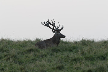 Red deer