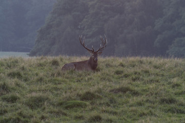 Obraz premium Red deer