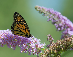 Monarch Butterfly