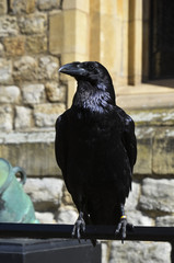 Fototapeta premium Crow 02