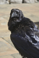 Crow 01