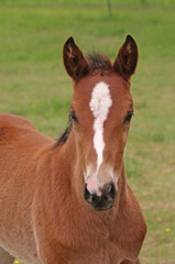 Fototapeta premium Bay Two Month Old Colt With Blaze 