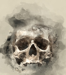 Human skull. Watercolor background