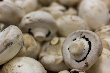 the most common white mushroom, mushroom, for background common white mushroom
