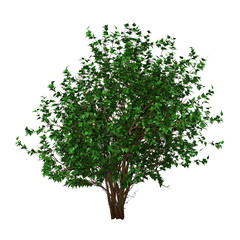 Obraz premium 3D Rendering Hibiscus Bush on White