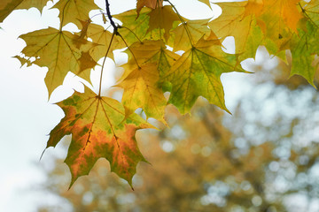 Fototapeta premium Yellow maple leaves in the fall on a blue sky background