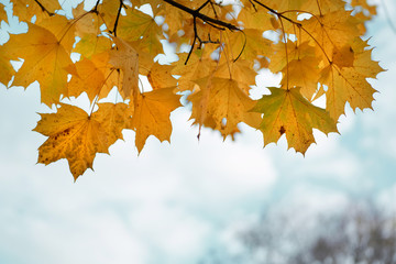 Yellow maple leaves in the fall on a blue sky background