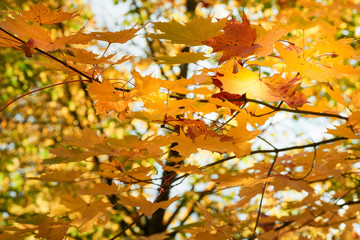 Yellow maple leaves in the fall on a blue sky background
