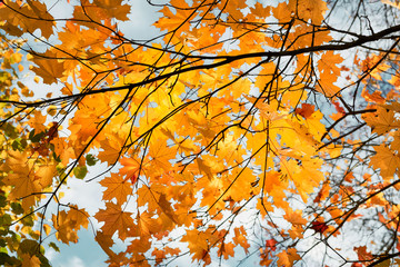 Yellow maple leaves in the fall on a blue sky background