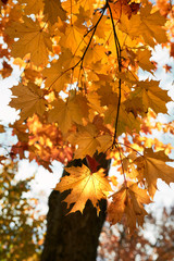 Yellow maple leaves in the fall on a blue sky background