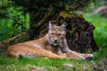 Lynx resting