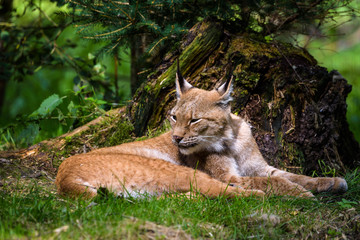 Lynx resting