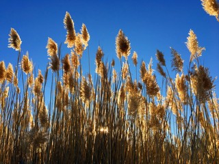 Tall pampas (Cortaderia) grass in a field on the background of the setting sun and blue sky in the sun in Magna, Wasatch Front, Rocky Mountains, Utah, USA