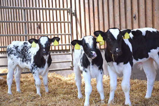 K&auml;lber im Stall