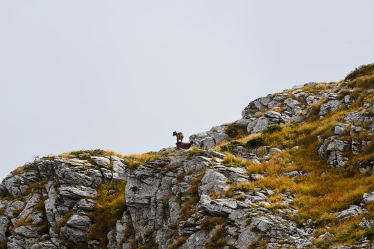 a herd of ipexes in the italian alps