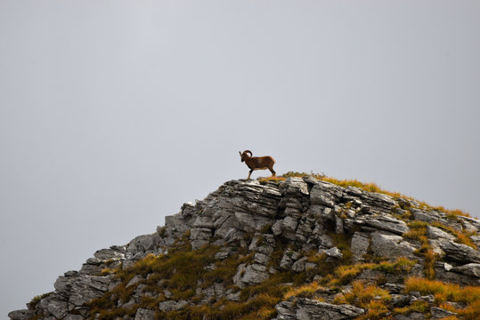 a herd of ipexes in the italian alps