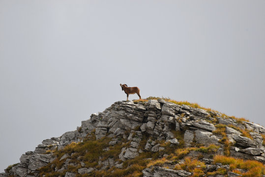 a herd of ipexes in the italian alps