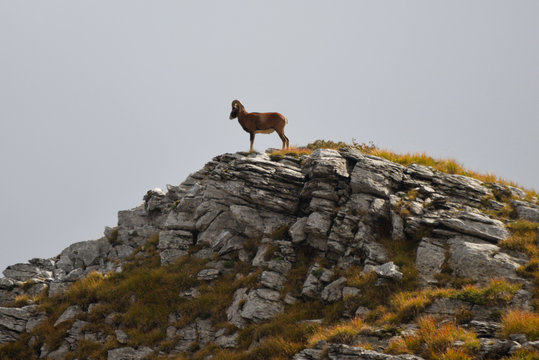 a herd of ipexes in the italian alps