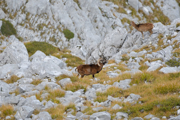 a herd of ipexes in the italian alps