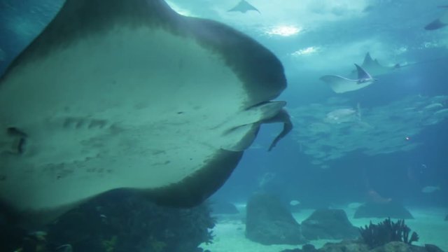 Sting Ray or Myliobatis aquila, swimming under blue ocean like flying in sky and facing to camera. Eagle Ray is a cartilage fish common in Mediterranean and Adriatic Sea.