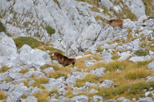 a herd of ipexes in the italian alps