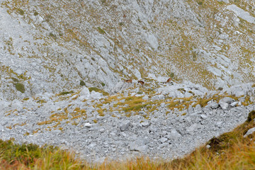 a herd of ipexes in the italian alps